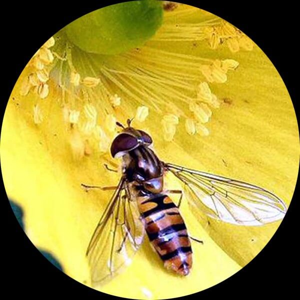 Echantillon abeilles Microscope Binoculaire Stereo Bras articulé