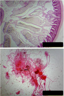 Échantillon 200-5000X Microscope Optique Numerique Laboratoire