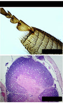 Échantillon 200-5000X Microscope Optique Numerique Laboratoire